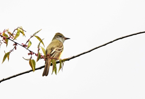 Great Crested Flycatcher - Jacques St-Jean
