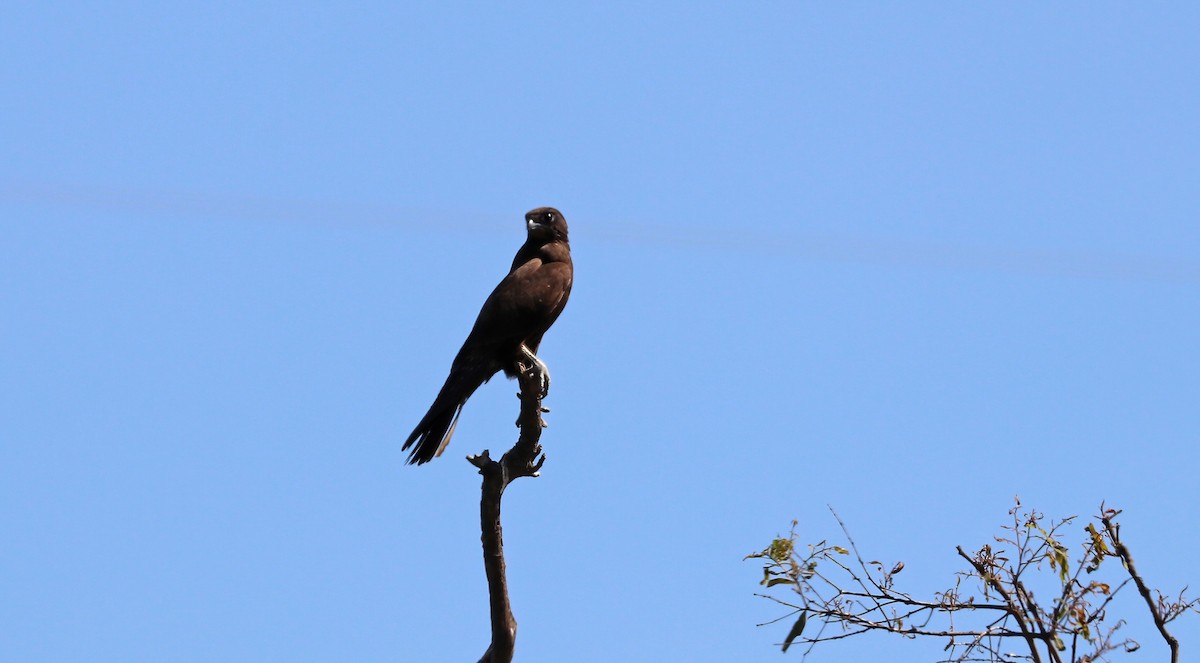 Black Falcon - Ivor Preston