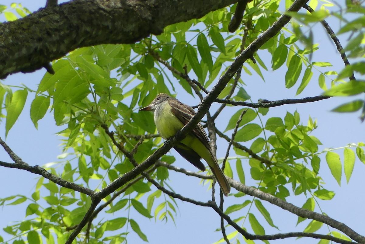 Great Crested Flycatcher - ML578406391