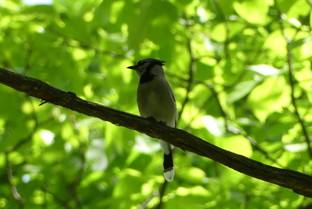 Blue Jay - Anonymous