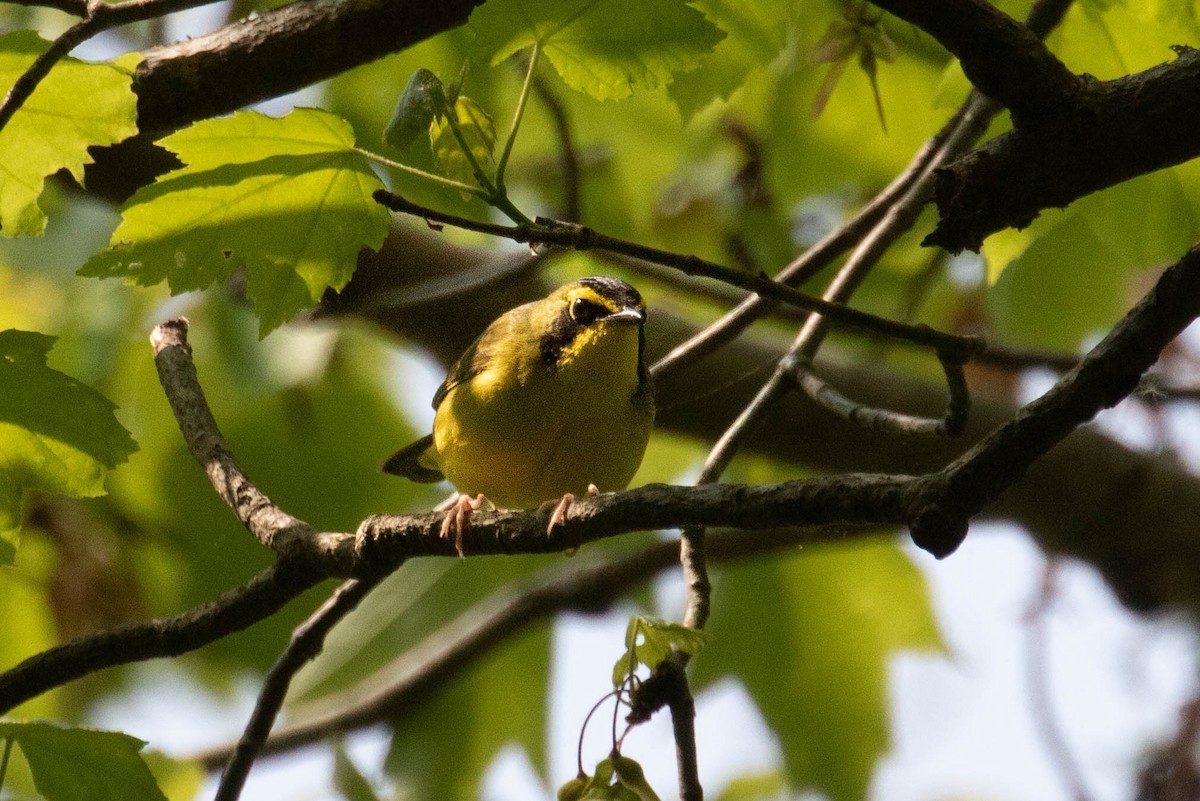 Kentucky Warbler - Brad Vatrt