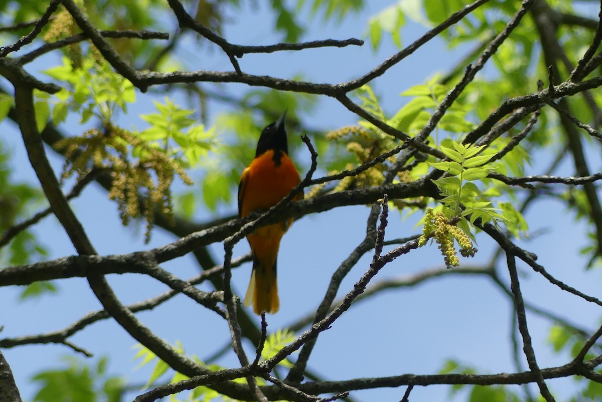 Baltimore Oriole - ML578407041