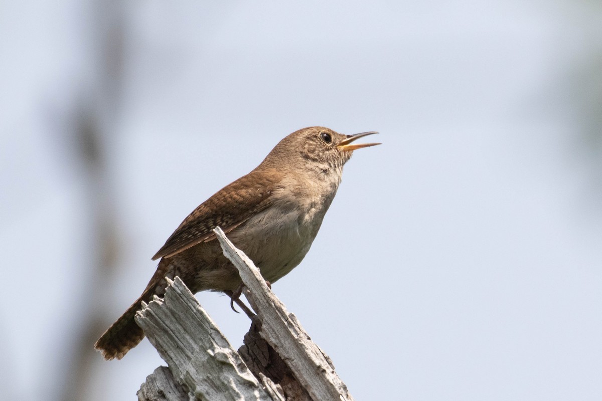 House Wren - ML578407281