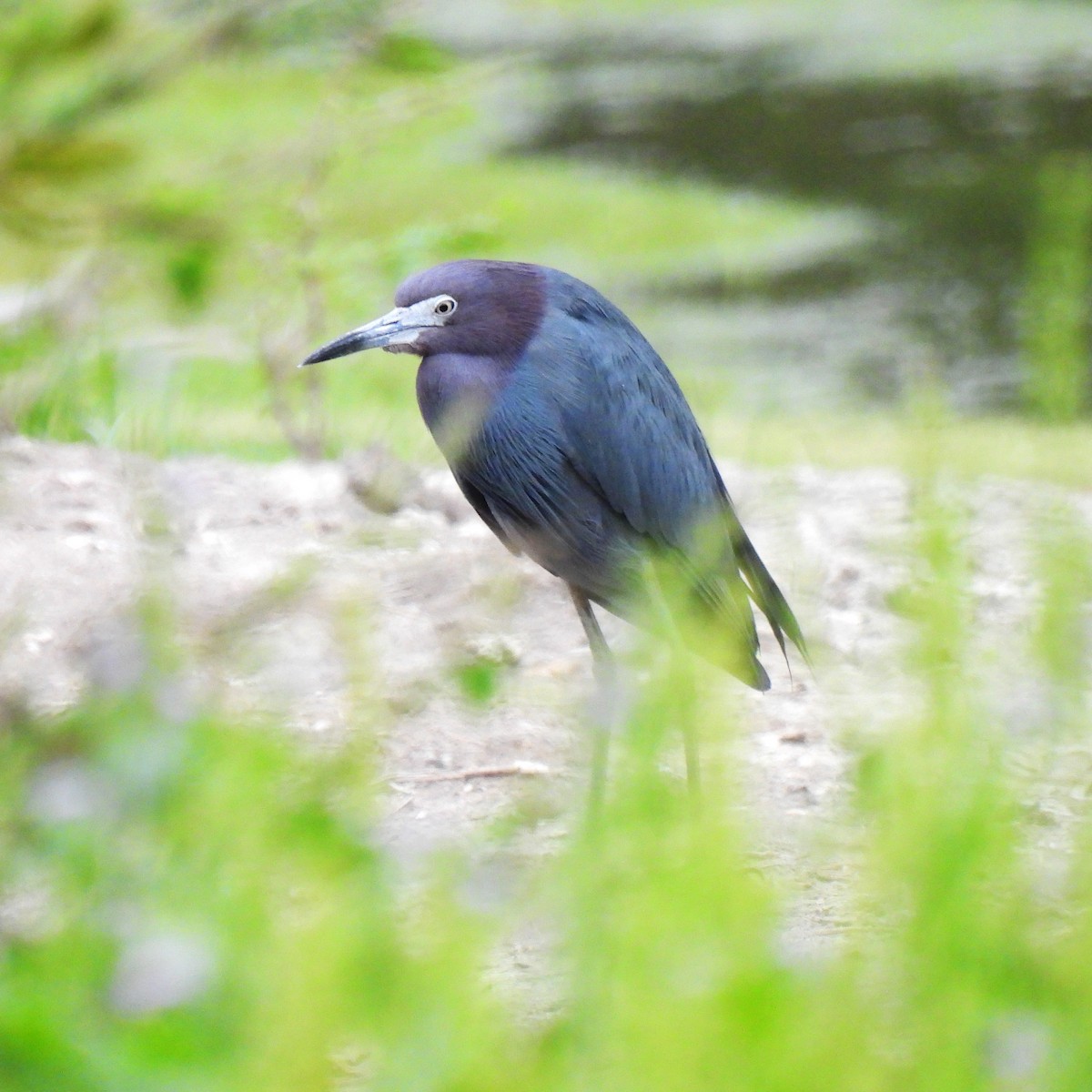 Little Blue Heron - ML578407361