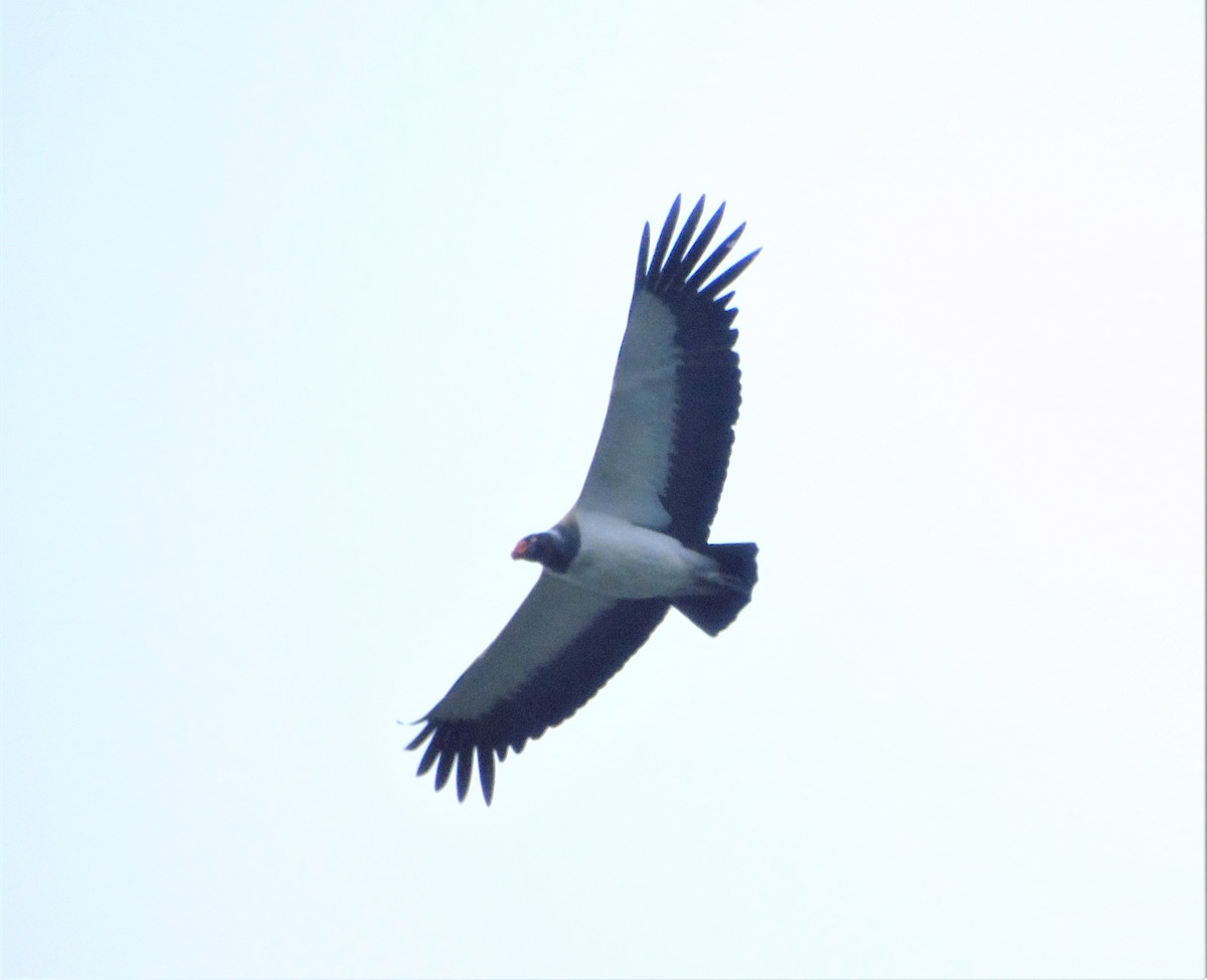 King Vulture - ML578408051