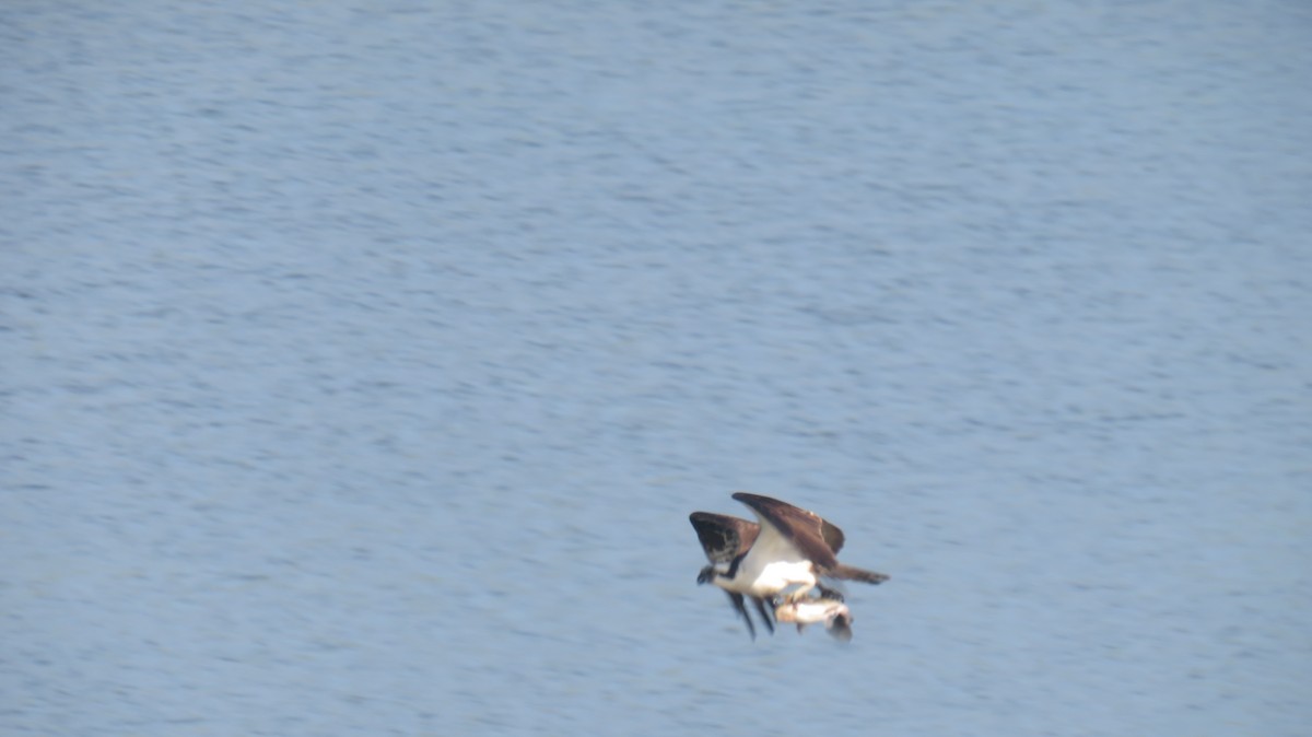 Osprey - ML578408231