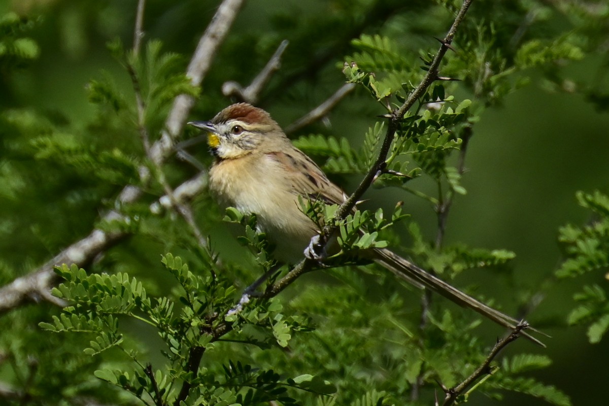 Chotoy Spinetail - ML578408251