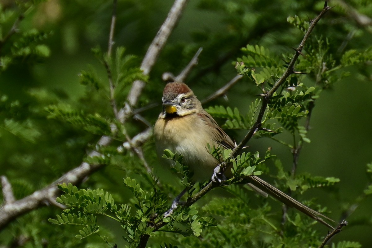 Chotoy Spinetail - ML578408261