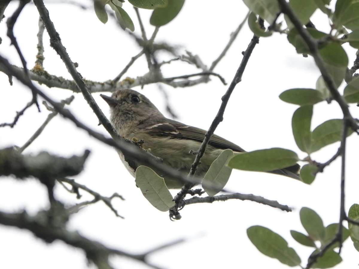 Hutton's Vireo - ML578408541