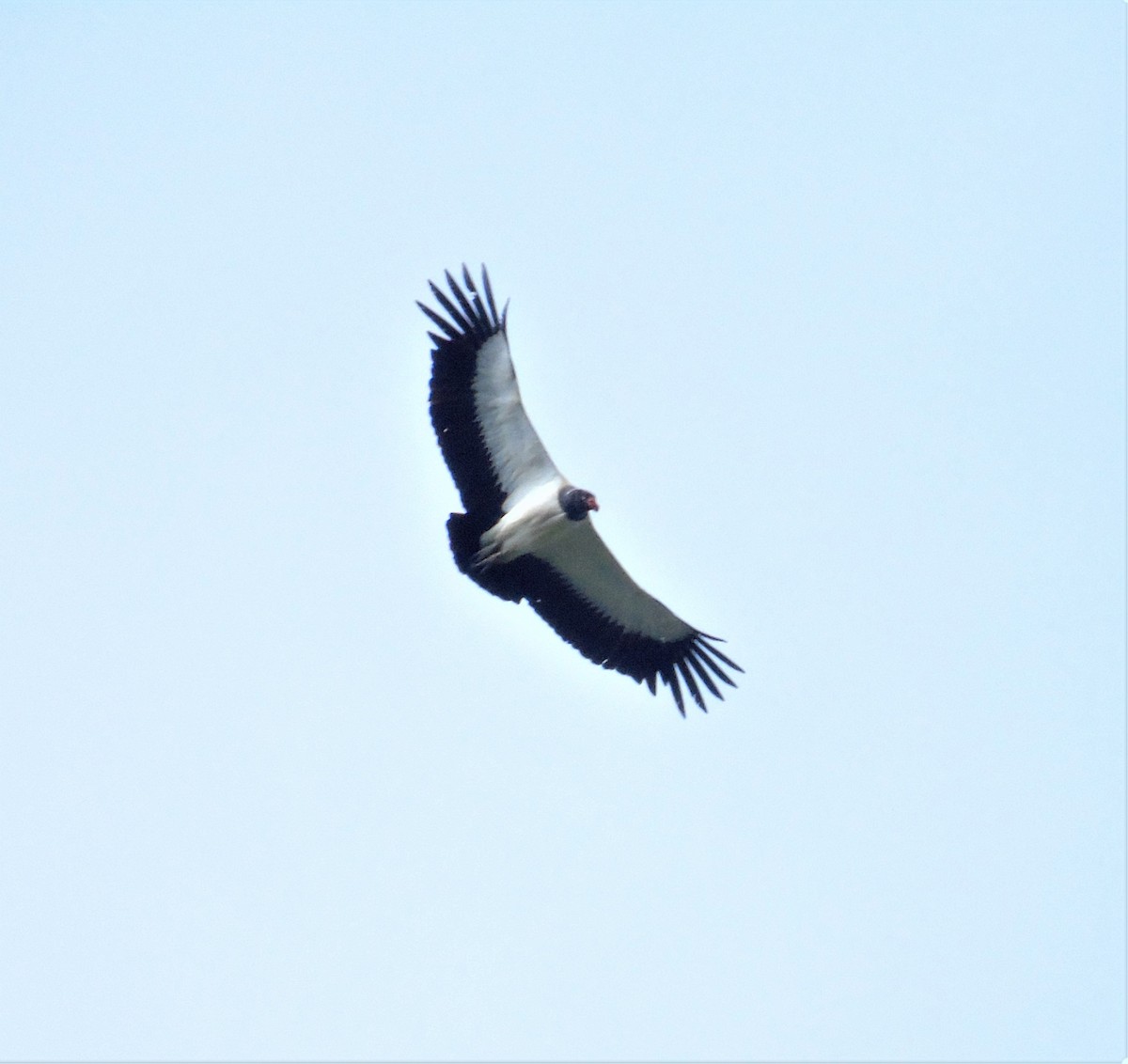 King Vulture - ML578409211