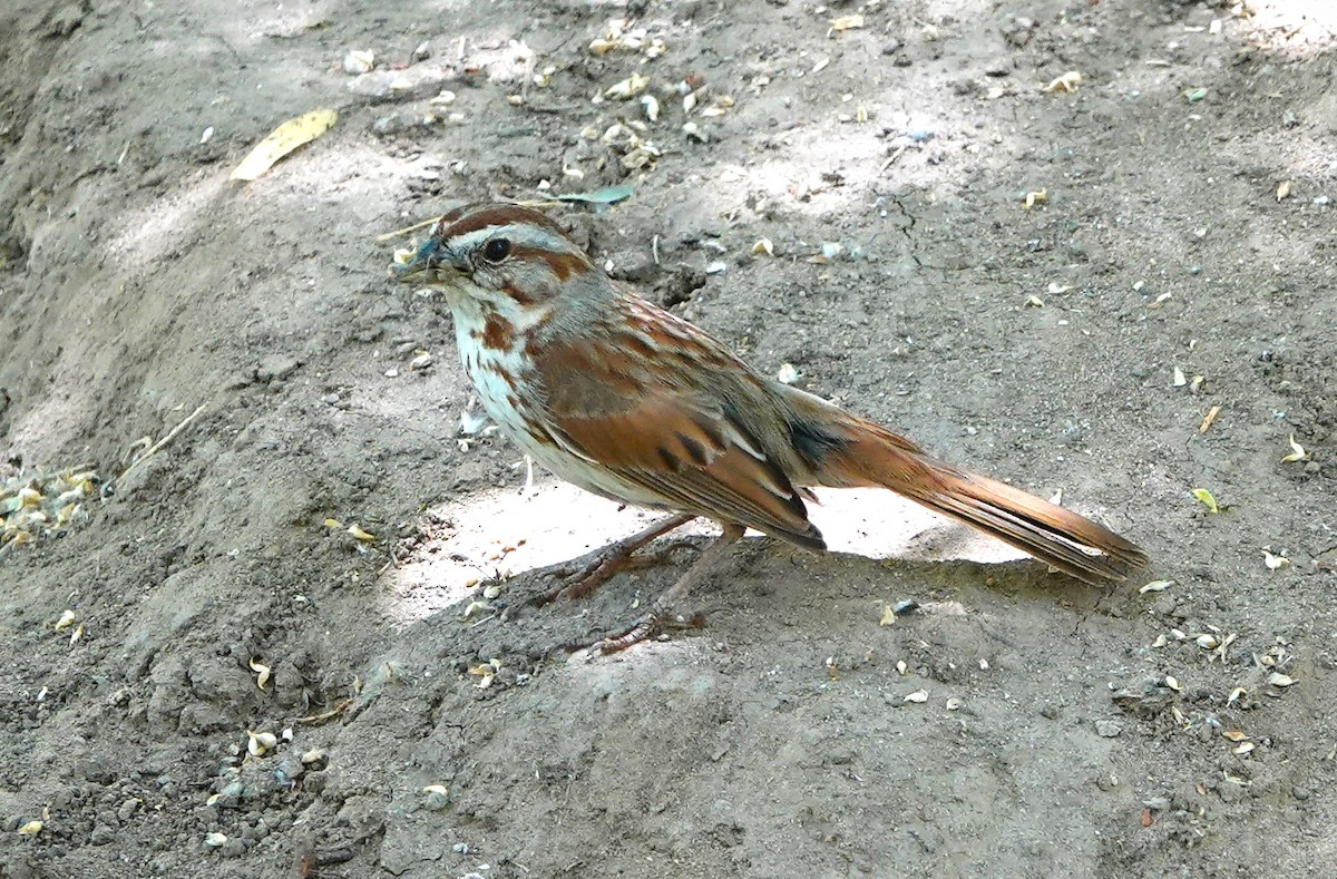 Song Sparrow - Steve Mayo