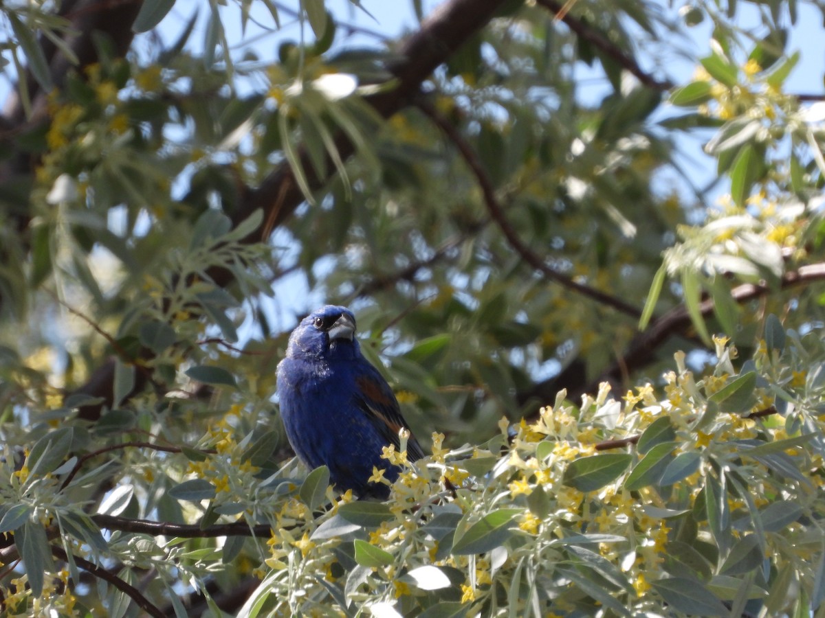 Guiraca bleu - ML578410861