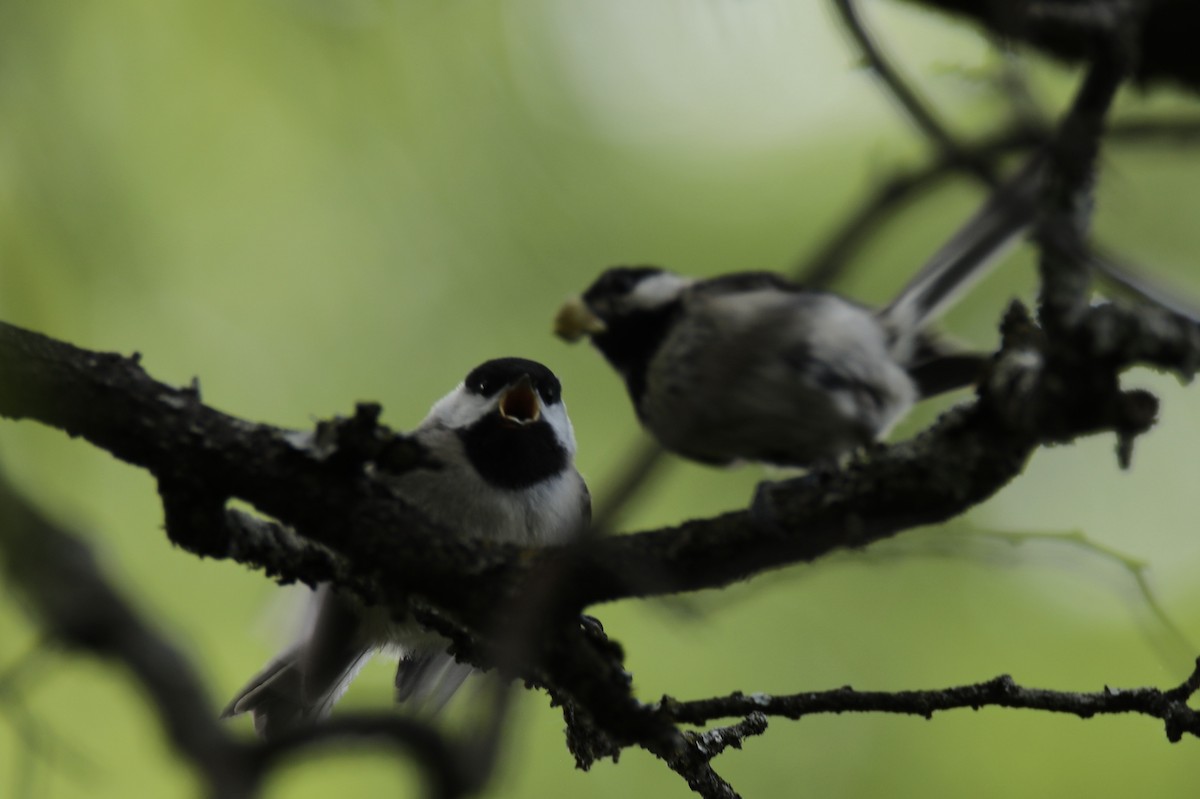 Carolina Chickadee - ML578411511