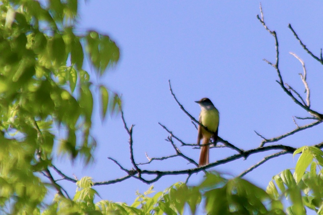 Great Crested Flycatcher - ML578411791
