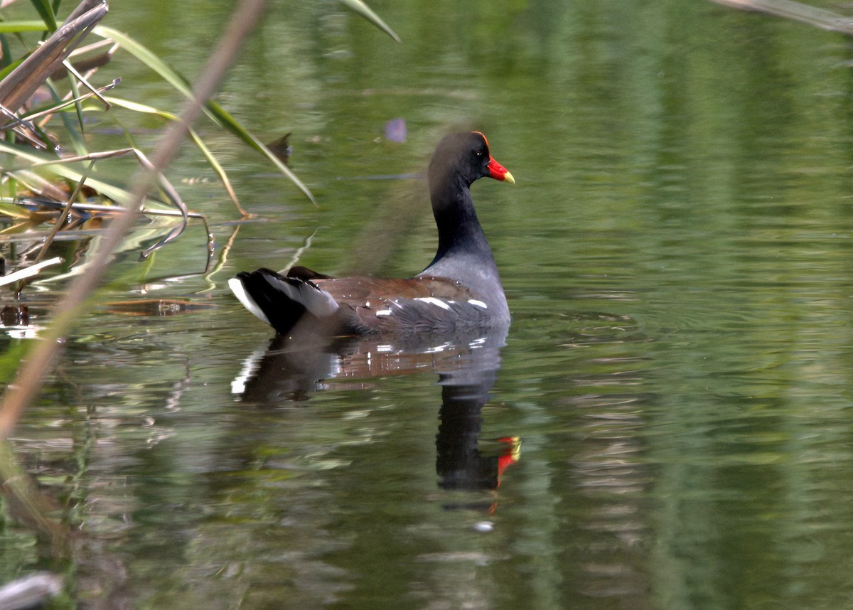 Common Gallinule - ML578411851