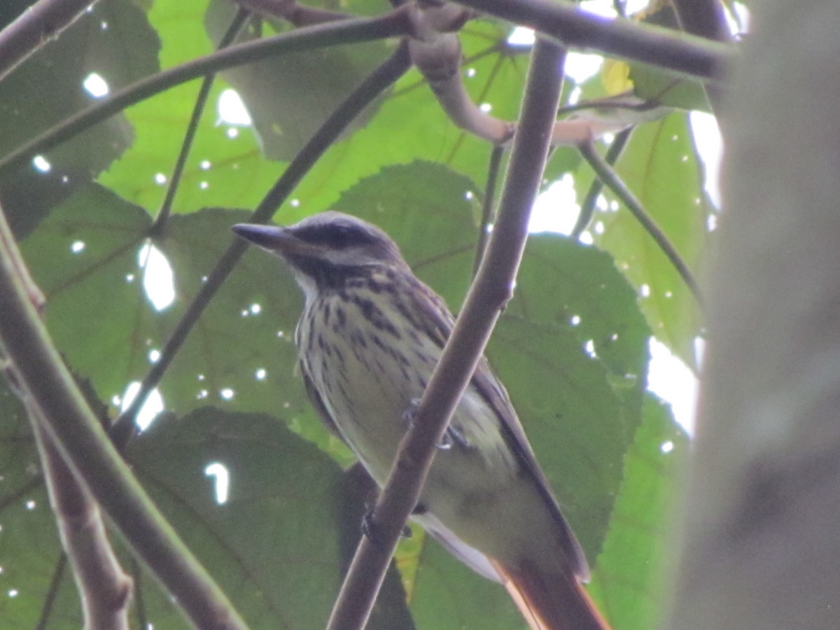 Sulphur-bellied Flycatcher - ML578412441