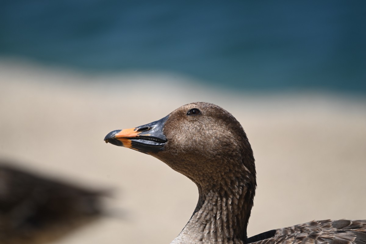 eBird Checklist - 28 May 2023 - Apollo Park - 2 species