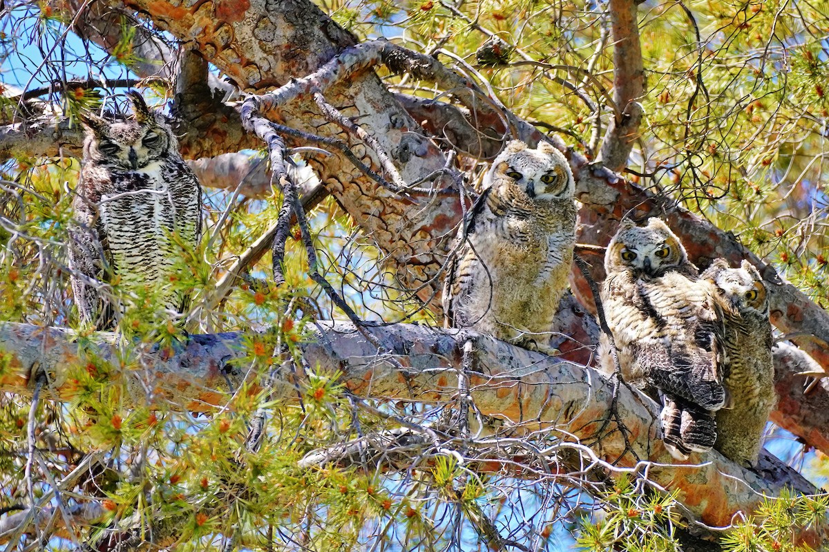 Great Horned Owl - ML578412731