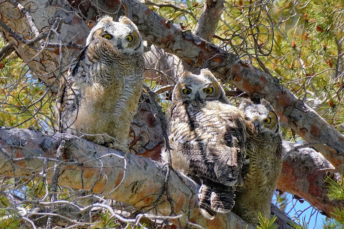 Great Horned Owl - ML578412741