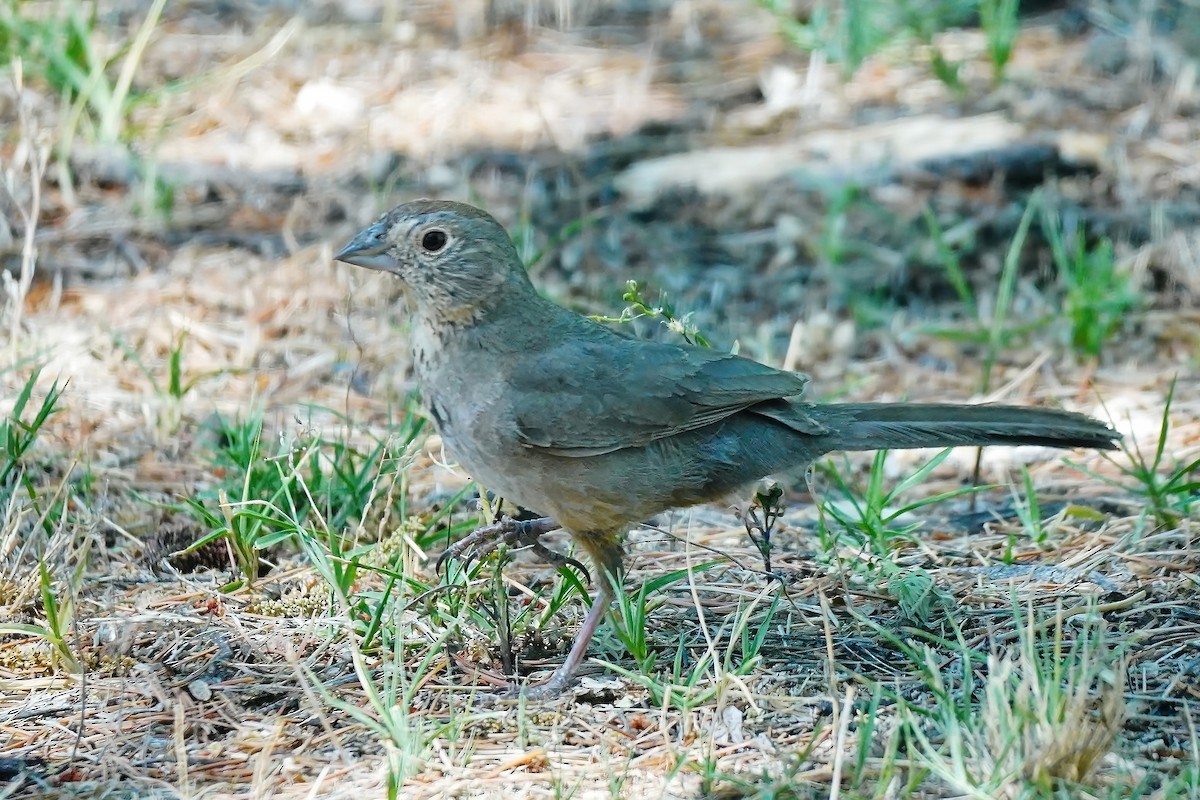 Canyon Towhee - ML578413141