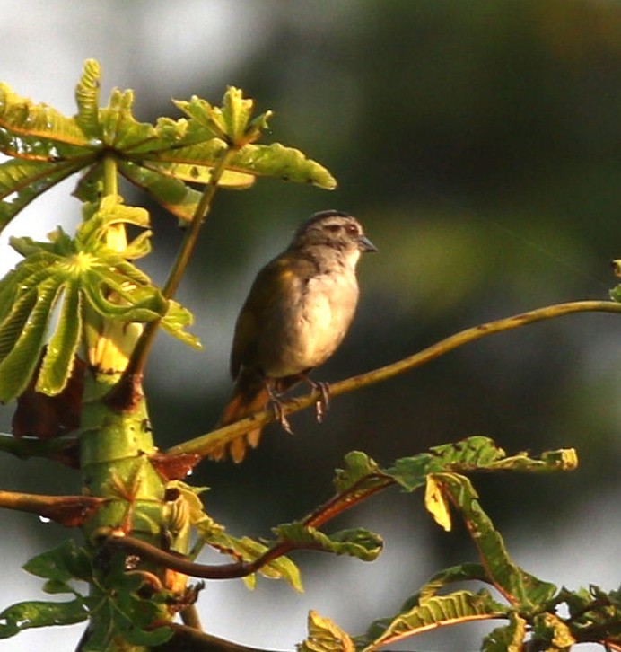 Black-striped Sparrow - ML578419581