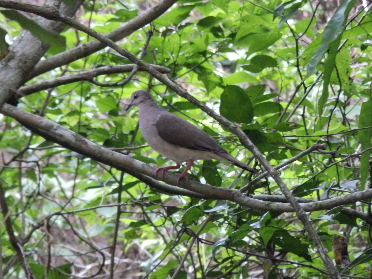 White-tipped Dove - ML578419831