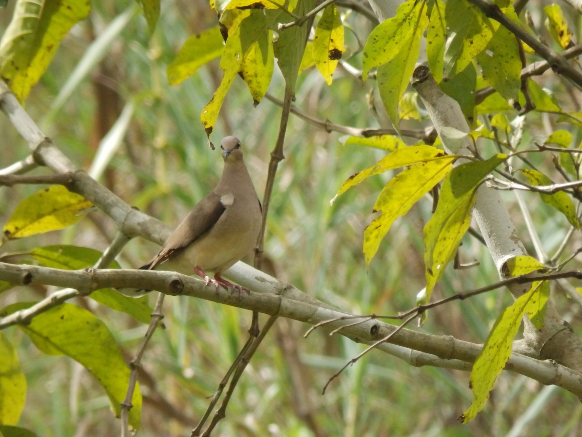 White-tipped Dove - Edouard Paiva