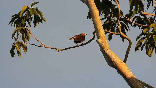 Russet-backed Oropendola (Russet-backed) - ML578420151