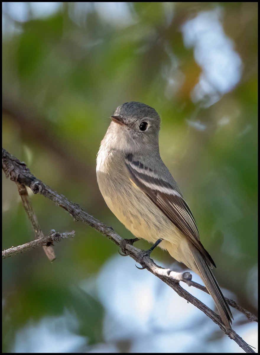 Dusky Flycatcher - Jim Emery