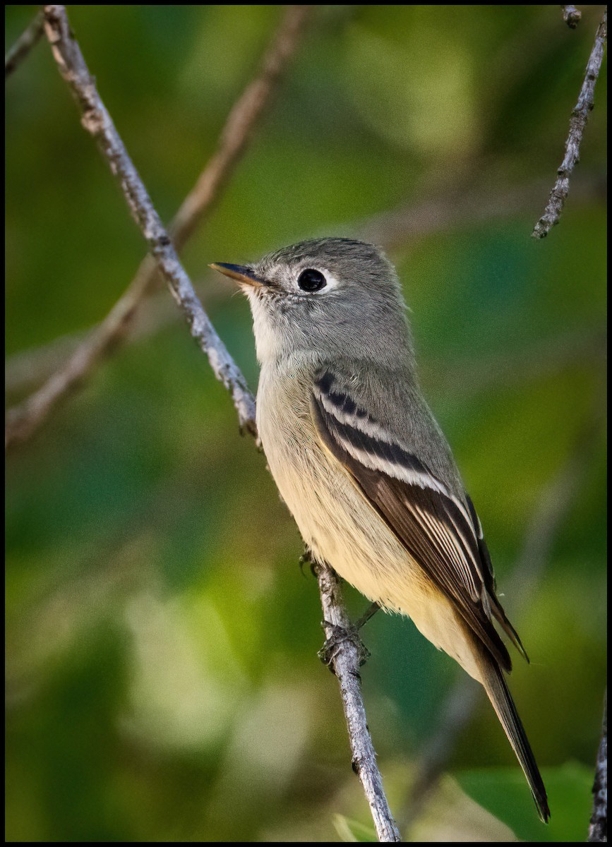 Dusky Flycatcher - ML578420441