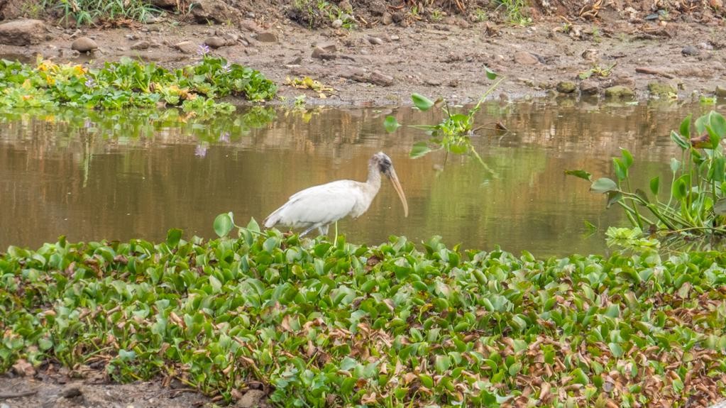 Wood Stork - ML57842051