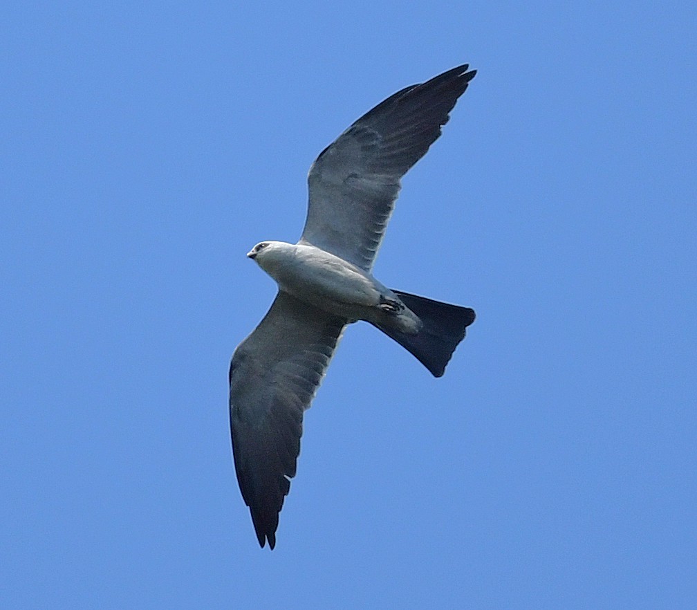 Mississippi Kite - ML578420511