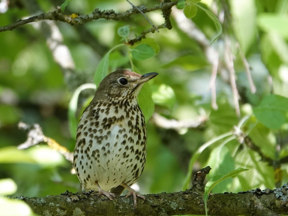 Song Thrush - ML578420781