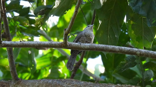 Різжак дроздовий (підвид turdinus/hypostictus) - ML578422091