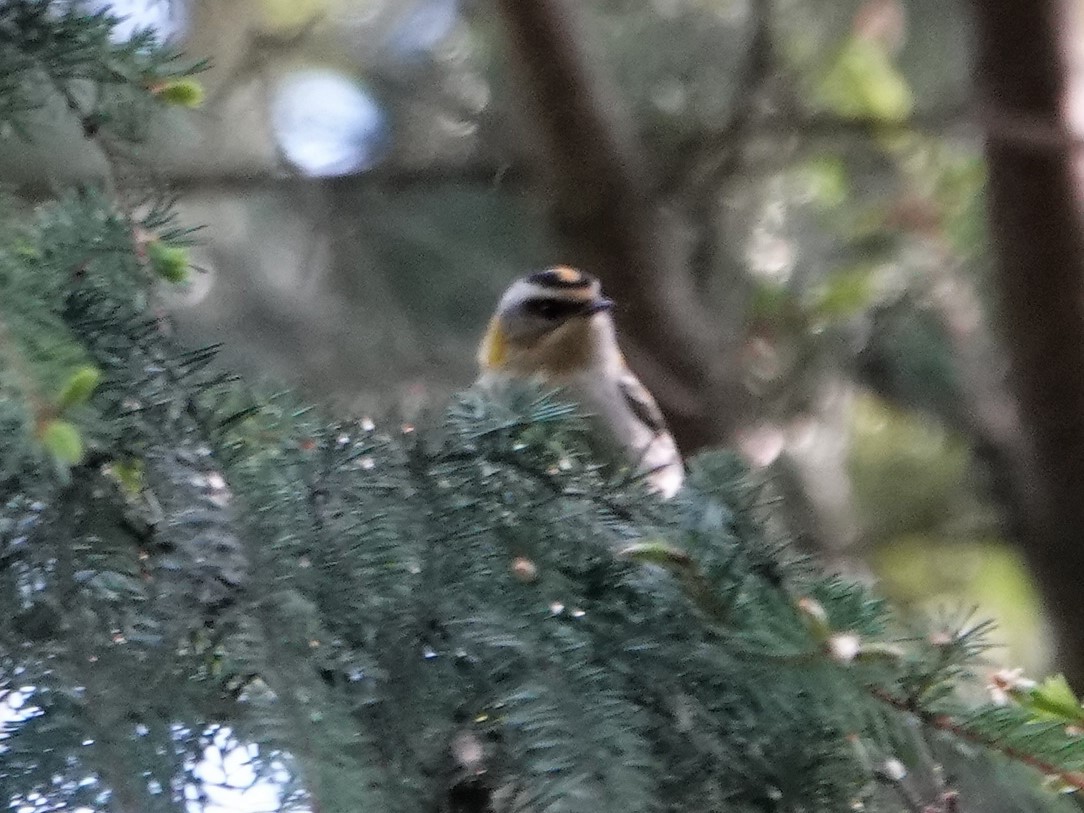 Common Firecrest - ML578422541