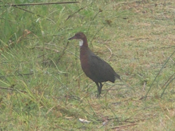 White-throated Rail - ML578422611