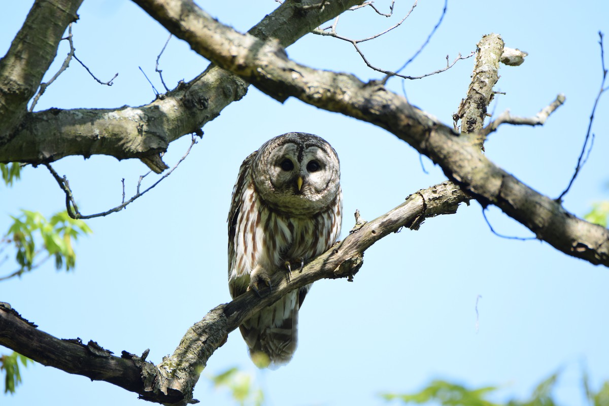 Barred Owl - ML57842271