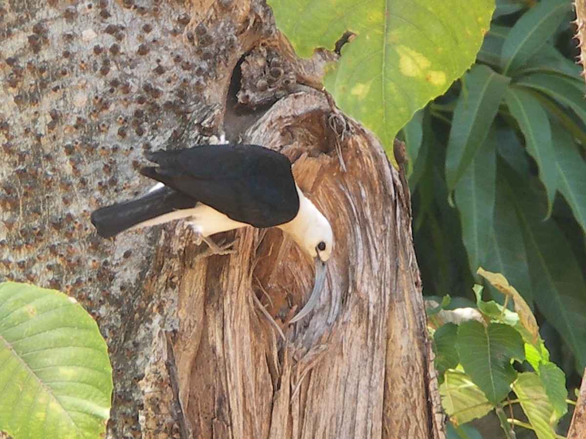 Sickle-billed Vanga - ML578424071