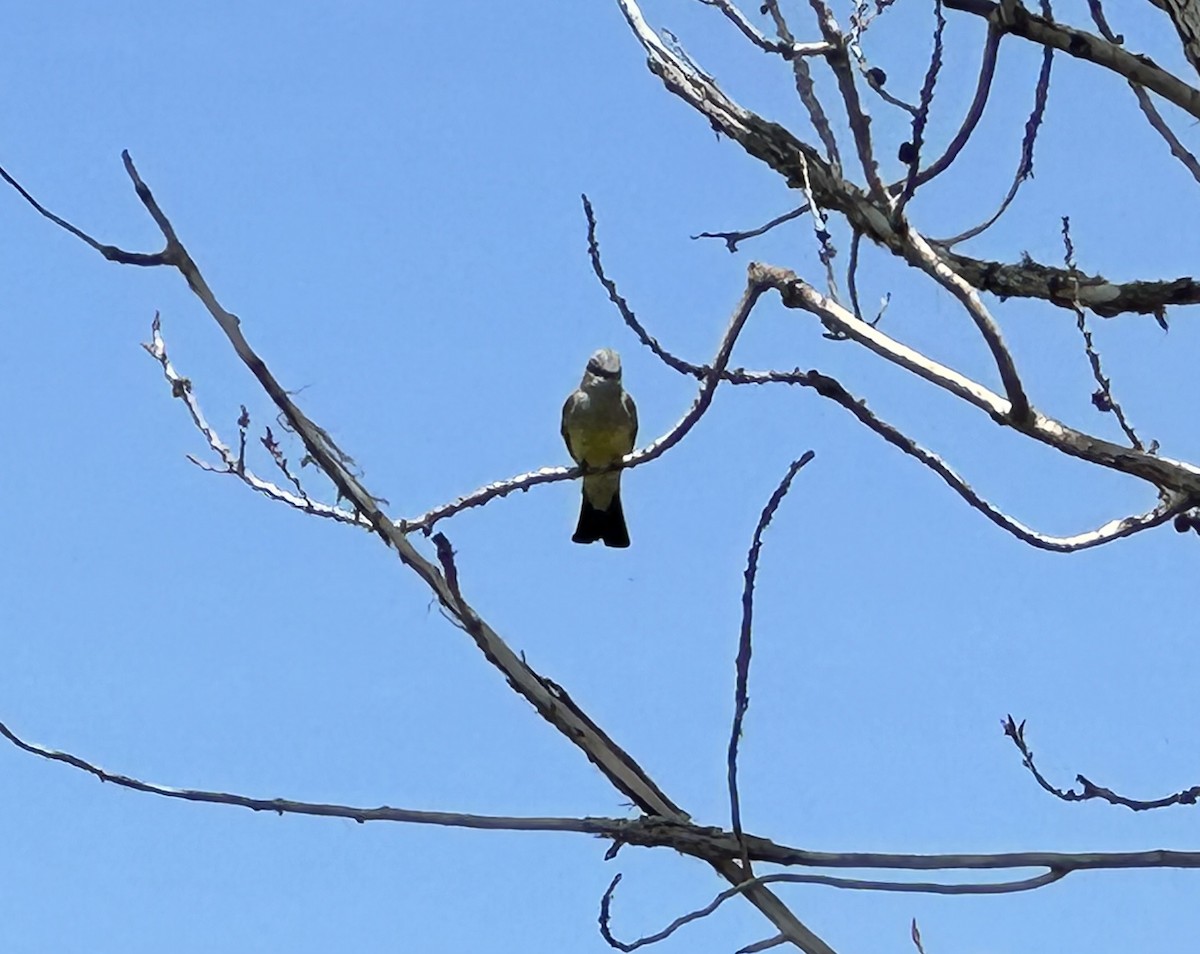 Western Kingbird - ML578424111