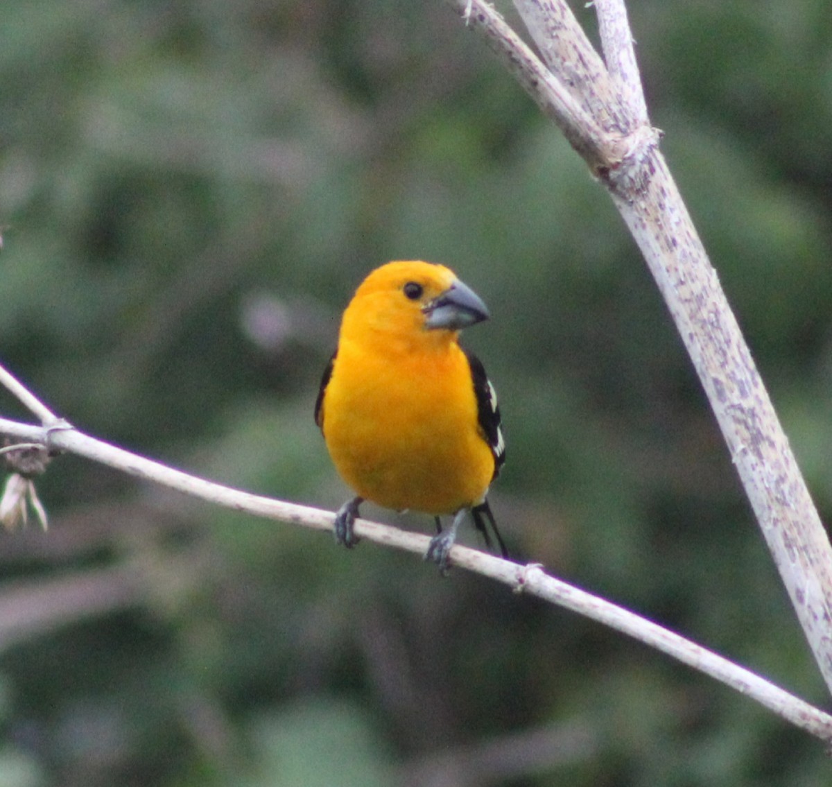 Picogrueso Amarillo (aurantiacus) - ML578424141