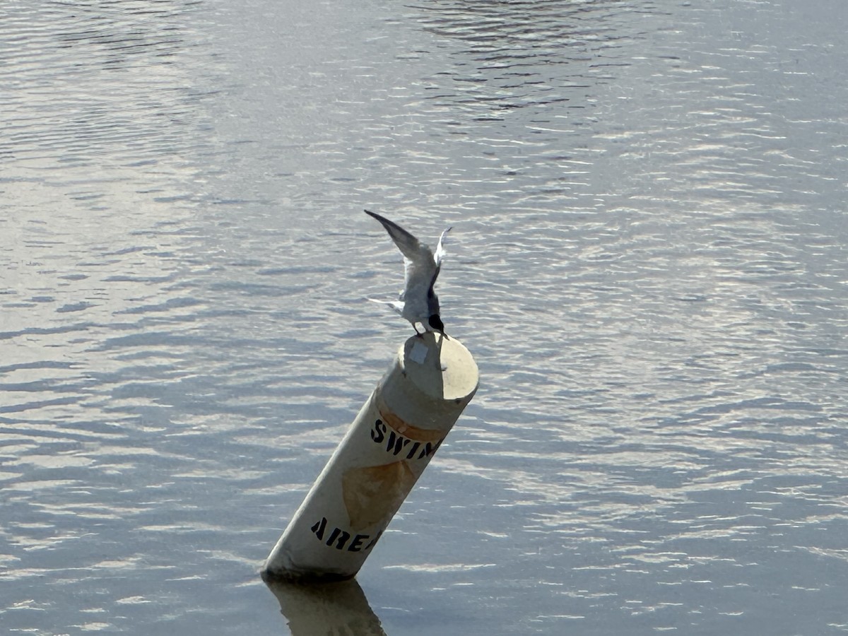 Forster's Tern - ML578424531