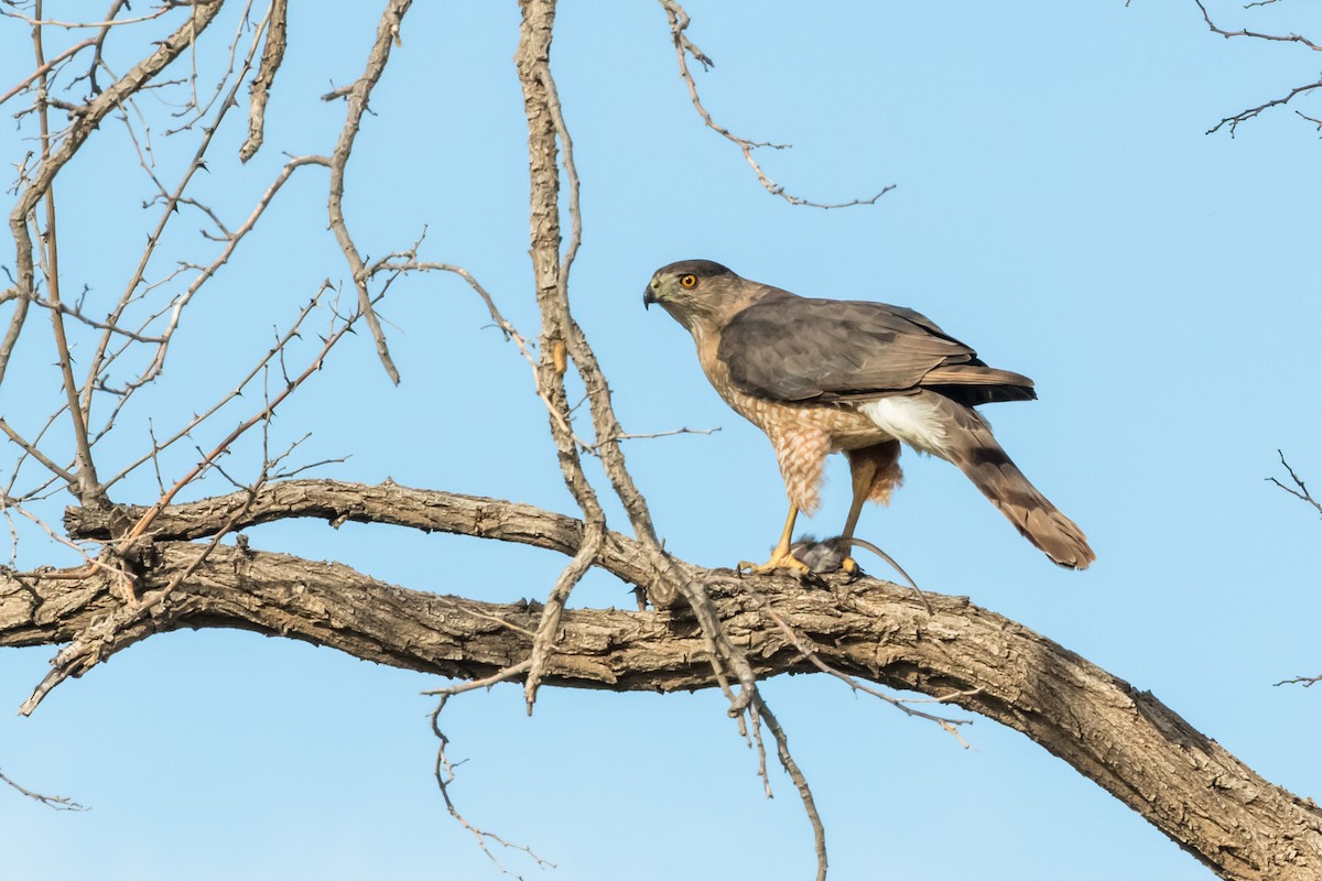 Cooper's Hawk - ML578424701