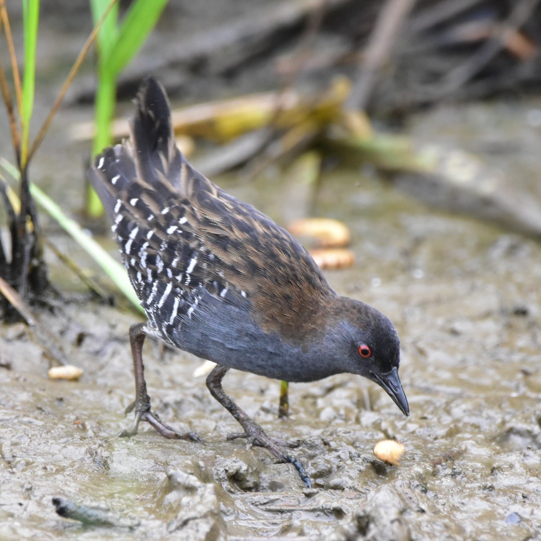 Dot-winged Crake - ML578426171