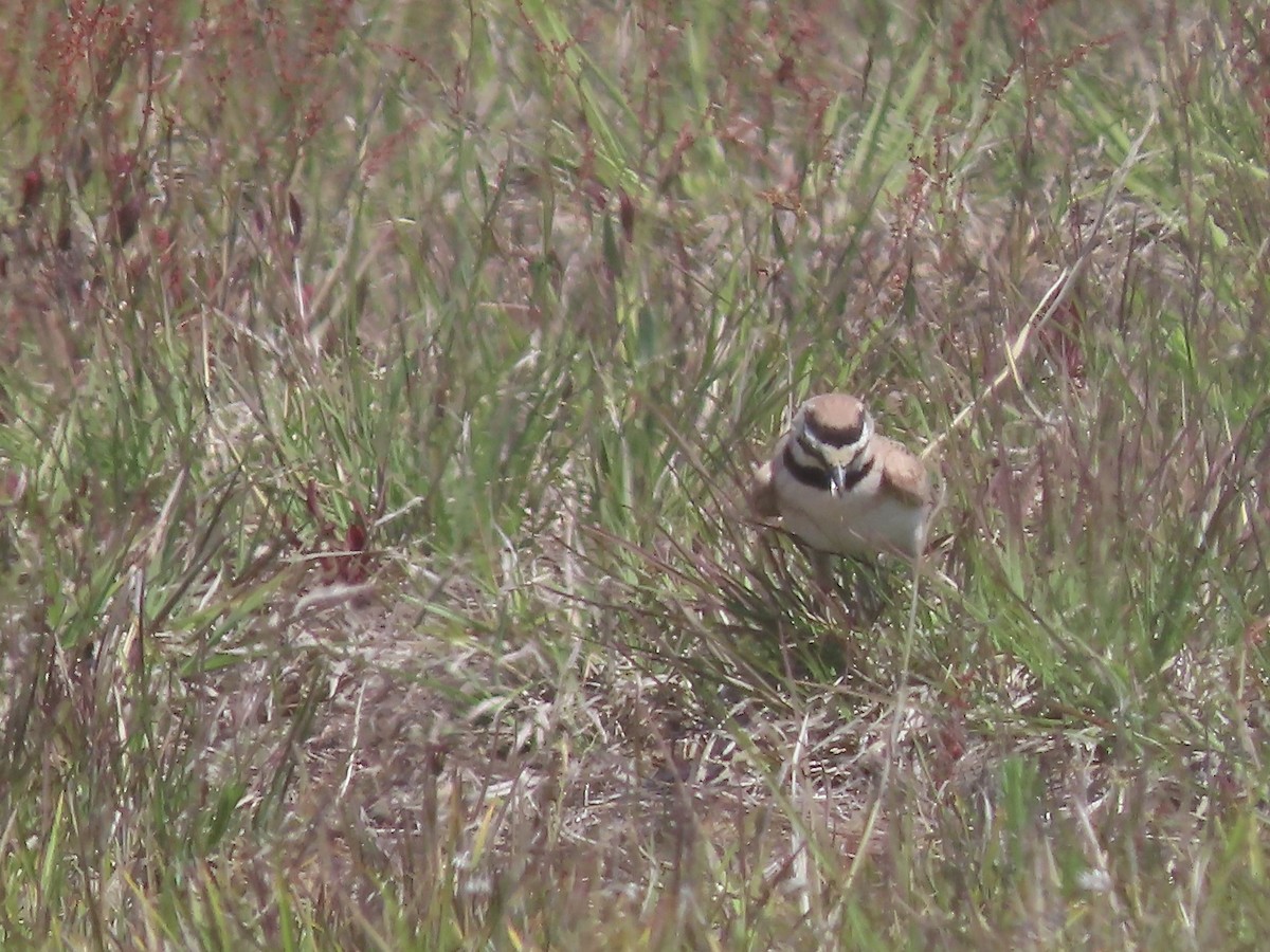 Horned Lark - ML578426311