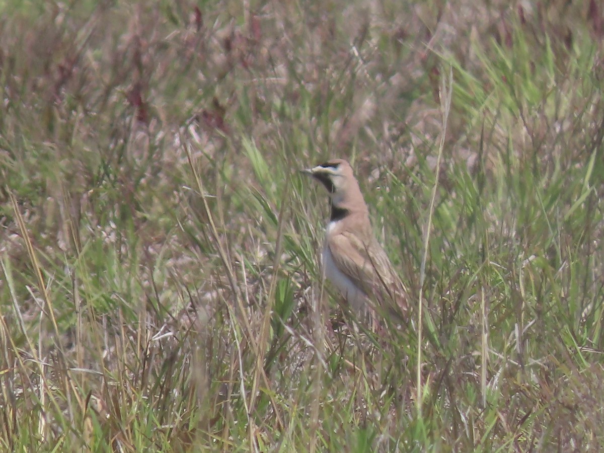 Horned Lark - ML578426321