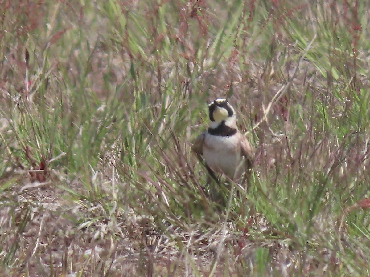 Horned Lark - ML578426331