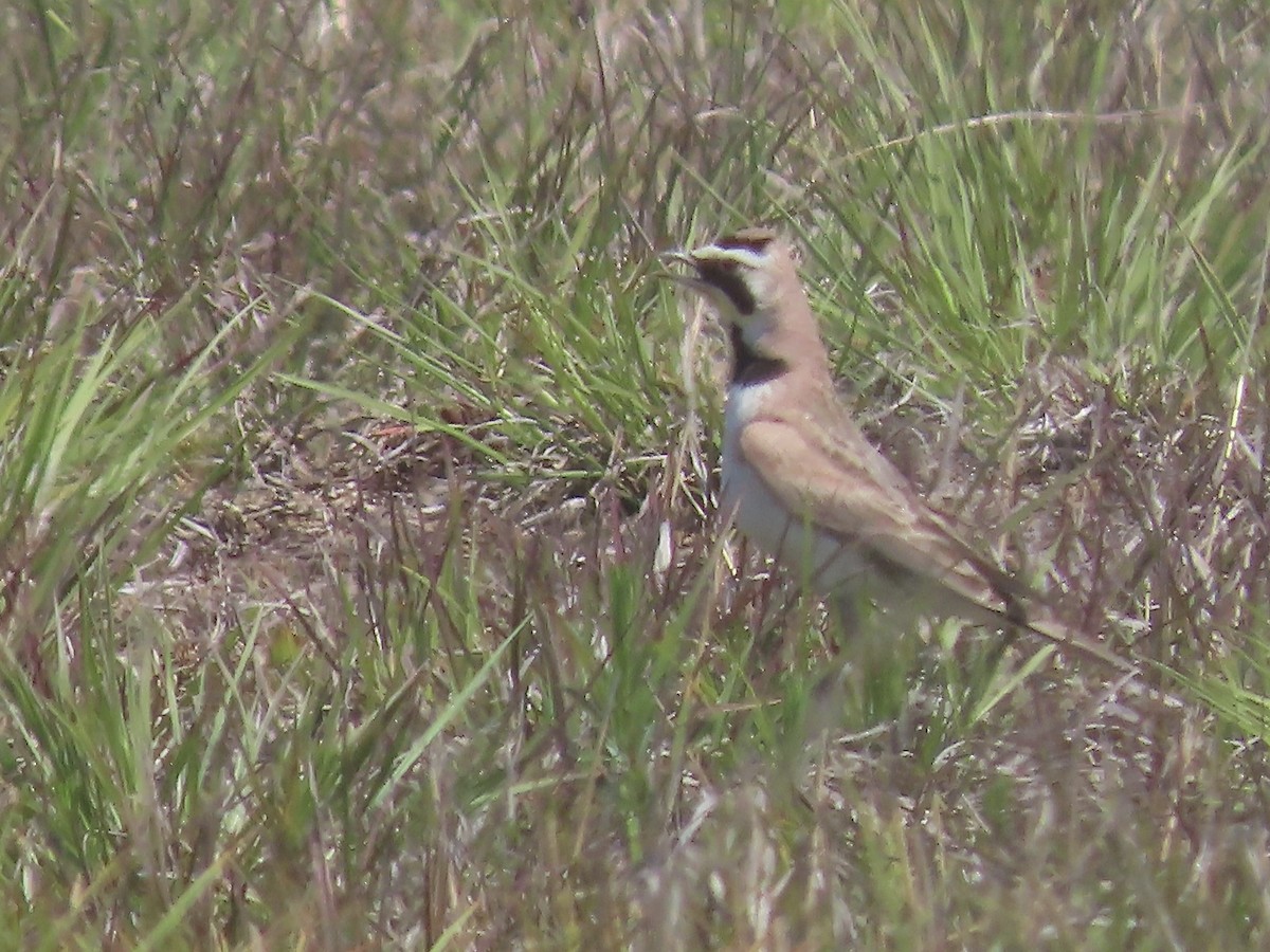 Horned Lark - ML578426341