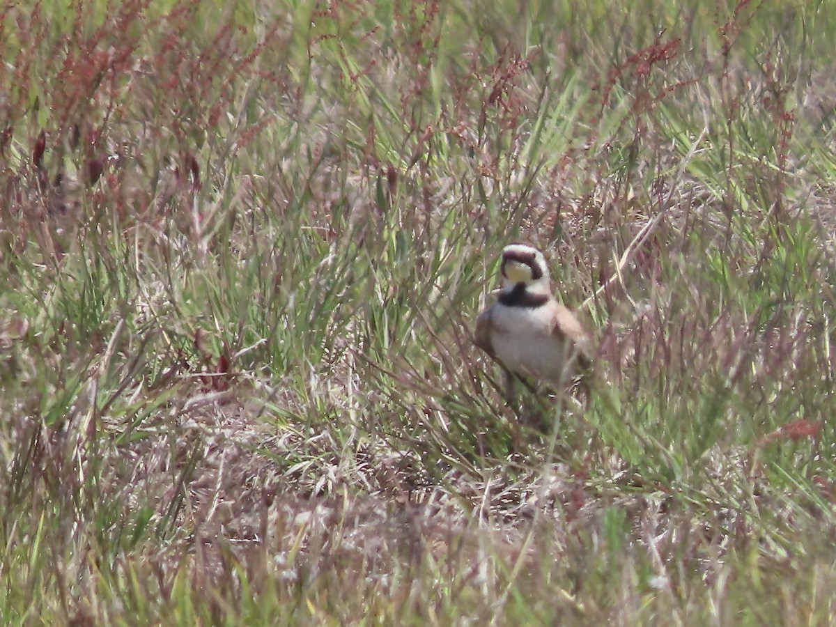 Horned Lark - ML578426351