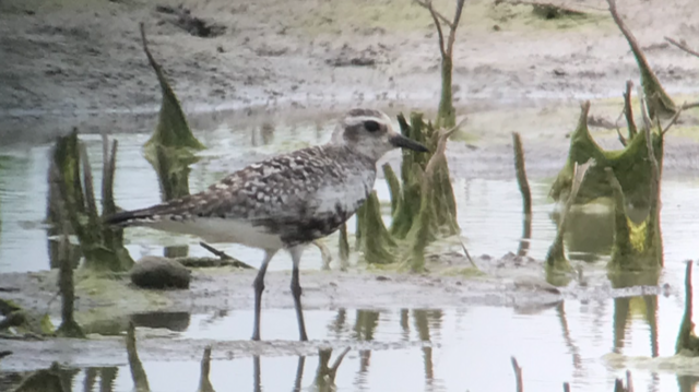 Black-bellied Plover - ML578430151