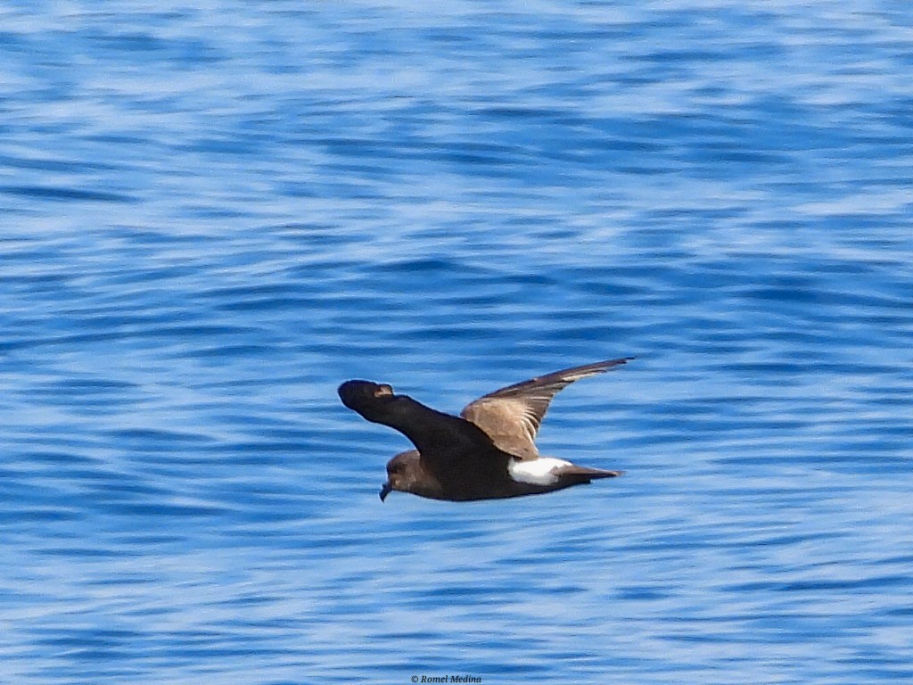 Band-rumped Storm-Petrel - ML578431151